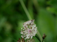 Udea alpinalis