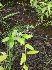 Myosotis laxa