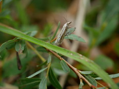 Catoptria combinella