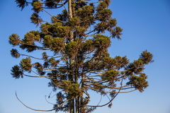 Araucaria angustifolia