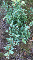 Elaeagnaceae