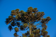 Araucaria angustifolia