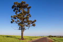 Araucaria angustifolia
