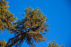 Araucaria angustifolia