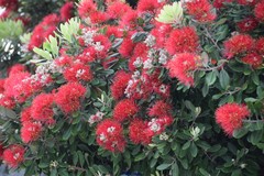 Metrosideros excelsa