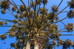 Araucaria angustifolia