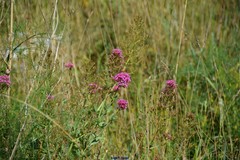 Centranthus ruber