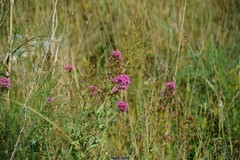 Centranthus ruber