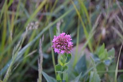 Centranthus ruber