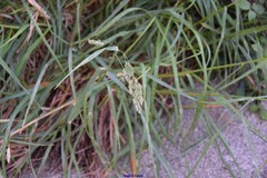 Dactylis glomerata