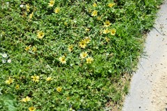 Arctotheca calendula