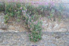 Centranthus ruber