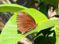 Elymnias hypermnestra hypermnestra