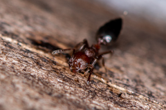 Crematogaster schmidti