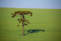 Araucaria angustifolia