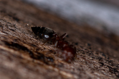 Crematogaster schmidti