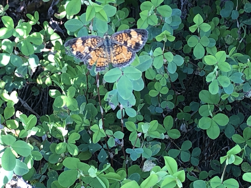 Pearl Crescent from Farris County Rd, Foristell, MO, US on August 7