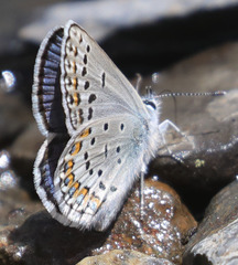 Plebejus fridayi