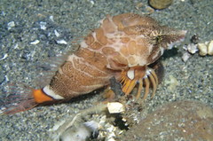 Rhamphocottus richardsonii