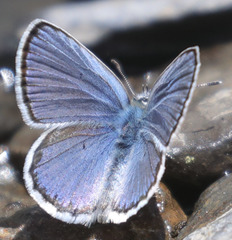 Plebejus fridayi