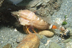 Rhamphocottus richardsonii