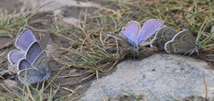 Plebejus fridayi