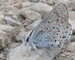 Plebejus fridayi