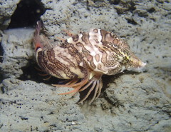 Rhamphocottus richardsonii