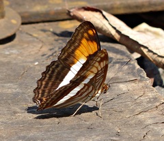 Adelpha malea goyama