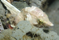 Rhamphocottus richardsonii