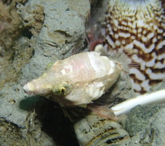 Rhamphocottus richardsonii