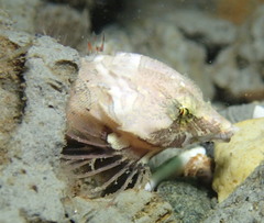 Rhamphocottus richardsonii