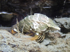 Rhamphocottus richardsonii