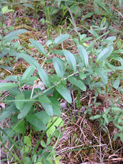 Lithospermum canescens