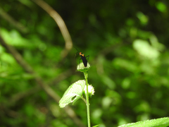 Callichila plagigera