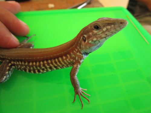 Many-lined Whiptail