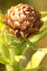 Centaurea macrocephala