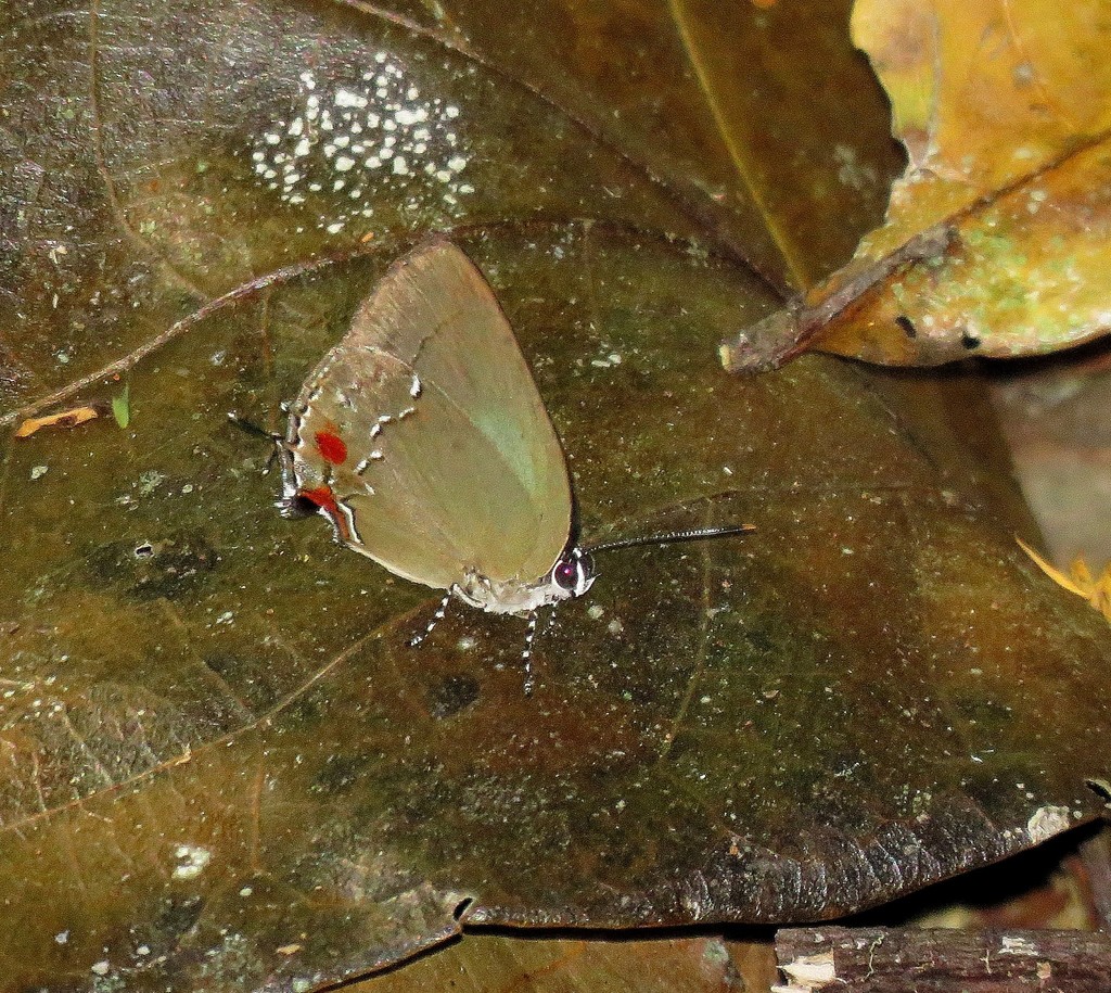 Strephonota tyriam