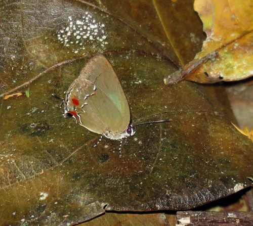Strephonota tyriam