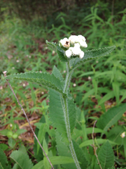 Parthenium auriculatum