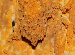 Gloeoporellus merulinus