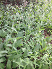 Parthenium auriculatum