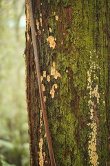 Gloeoporellus merulinus