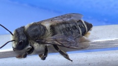 Megachile frigida