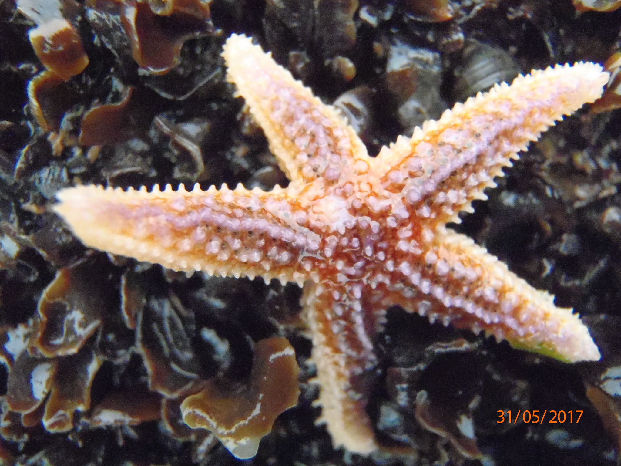 Descubre todo sobre la estrella de mar común: Asterias rubens