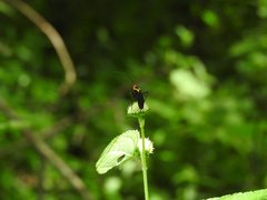 Callichila plagigera