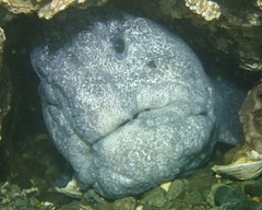 Anarrhichthys ocellatus