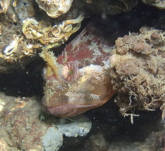 Artedius harringtoni