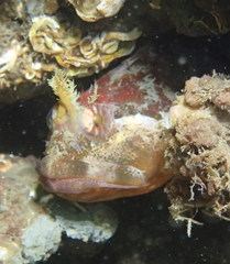 Artedius harringtoni