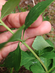 Berberis canadensis